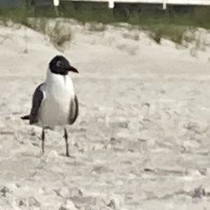 Meet your Posher, Lija